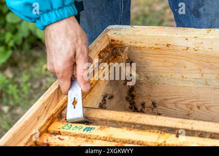 Apicoltore che utilizza uno strumento alveare per aprire un alveare Foto Stock