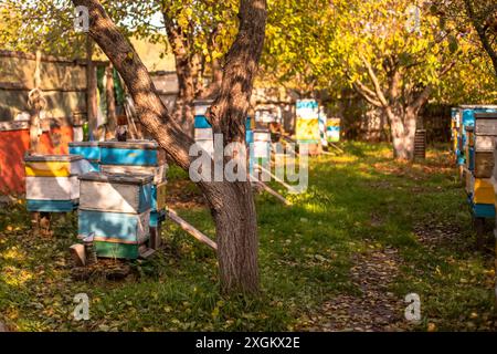 Alveari colorati in un frutteto autunnale Foto Stock