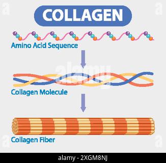 Illustrazione della formazione di collagene da aminoacidi Illustrazione Vettoriale