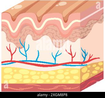 Illustrazione dettagliata degli strati cutanei e dei vasi sanguigni Illustrazione Vettoriale