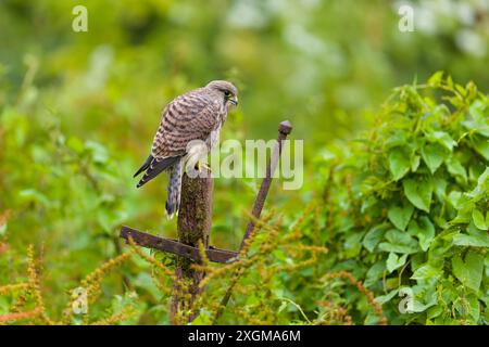 Gheppio comune Falco tinnunculus, giovanile arroccato sulla posta, Suffolk, Inghilterra, luglio Foto Stock