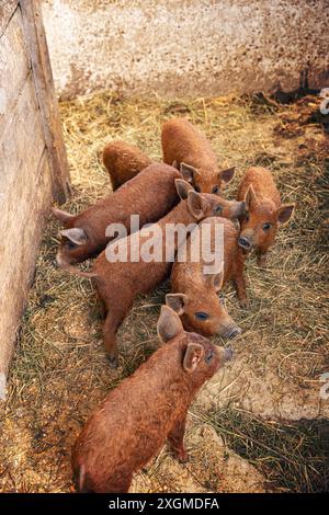 Sette suinetti di mangalica in piedi sul fieno in una penna in una fattoria Foto Stock