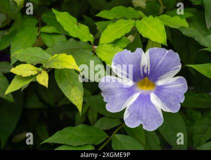 Vista ravvicinata di fiori variegati viola blu e bianco della foresta tropicale thunbergia erecta, conosciuta anche come vite dell'orologio cespuglio o mantello del re all'aperto in giardino Foto Stock