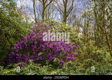 Un rododendro in fiore viola si distingue contro i cespugli e gli alberi circostanti in un tipico bosco inglese Foto Stock