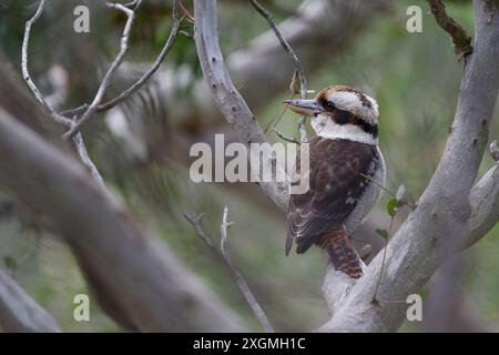 Vista da dietro un kookaburra arroccato in alto su un albero, mentre l'uccello gira la testa a sinistra, con il becco leggermente aperto Foto Stock