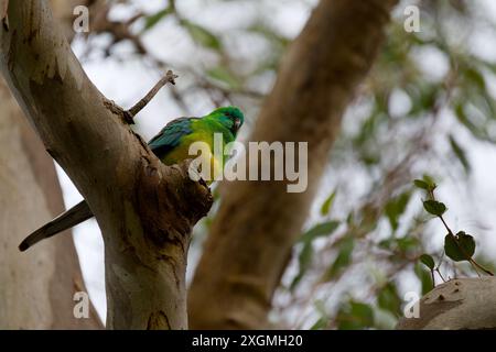 Pappagallo rosso maschio che guarda in basso mentre è arroccato in alto su un ramo d'albero, durante una giornata coperto Foto Stock