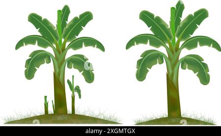 immagine del disegno vettoriale della banana tree su uno sfondo bianco Illustrazione Vettoriale