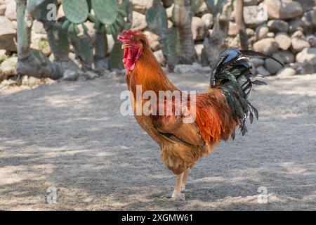 Un vivace gallo con un suggestivo piumaggio rosso e arancione si erge orgogliosamente in un giardino desertico illuminato dal sole, circondato da piante di cactus e pietre rustiche. Perfetto Foto Stock