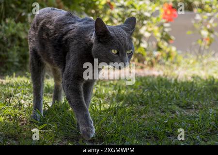 Maestoso gatto grigio che si aggira in un giardino illuminato dal sole circondato da vegetazione lussureggiante e fiori vibranti. Cattura l'essenza dell'eleganza felina e della concentrazione. Perf Foto Stock