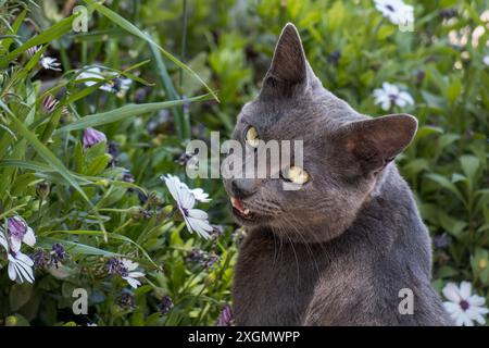 Il gatto grigio posa tra i fiori in fiore in un giardino lussureggiante. Cat guarda indietro con un'espressione curiosa, catturando un momento sereno e accattivante. Foto Stock