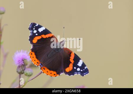 Ammiraglio rosso (Vanessa atalanta), farfalla che succhia il nettare da un cardo, insetto, farfalla, fauna selvatica, HANSAG, lago Neusiedl, Burgenland Foto Stock