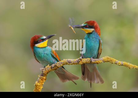 Mangiatore di api europeo (Merops apiaster), uccelli adulti seduti su un ramo, coppia, un uccello con la libellula nel becco, fauna selvatica, animali, uccelli, Nickelsdorf Foto Stock