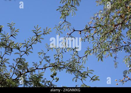 Fiori della spina di cammello, Acacia erioloba, Namibia Foto Stock