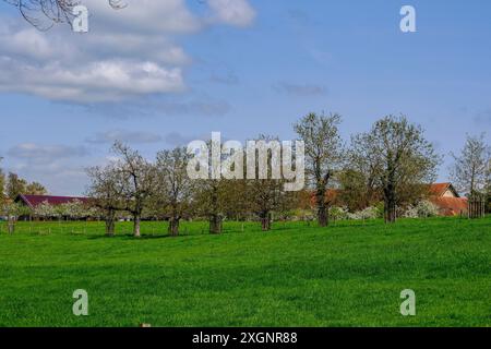 Alberi da frutto in primavera sull'isola di Herrenchiemsee nell'alta Baviera. Baviera, Germania Foto Stock