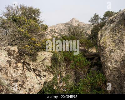 Vegetazione mediterranea tra rocce granitiche, nei pressi di Arzachena, Sardegna, Italia Foto Stock