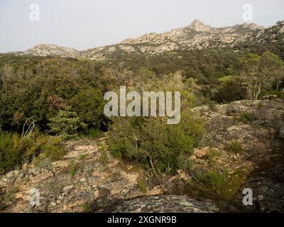 Vegetazione mediterranea tra rocce granitiche, nei pressi di Arzachena, Sardegna, Italia Foto Stock