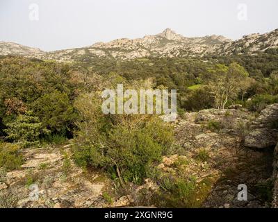 Vegetazione mediterranea tra rocce granitiche, nei pressi di Arzachena, Sardegna, Italia Foto Stock