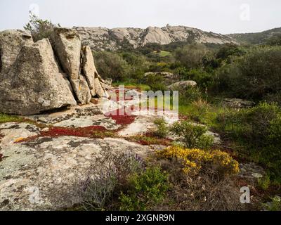 Vegetazione mediterranea tra rocce granitiche, nei pressi di Arzachena, Sardegna, Italia Foto Stock