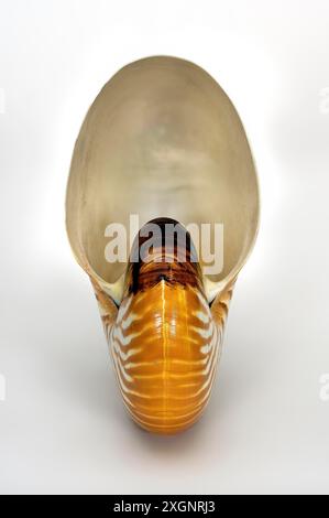 Conchiglia Nautilus, barca di perle (Nautilus pompilius), famiglia di cefalopodi Foto Stock