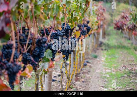 Vitigni autunnali nei pressi di Cubillo de Ebro, Valderreble, Cantabria, Spagna Foto Stock