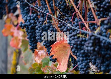 Vitigni autunnali nei pressi di Cubillo de Ebro, Valderreble, Cantabria, Spagna Foto Stock