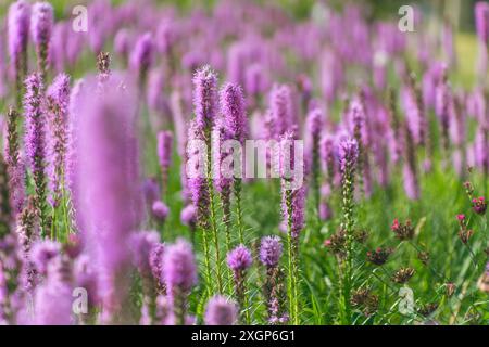 Splendidi fiori viola di Liatris spicata, primo piano. la densa stella ardente, la piuma della prateria, la piuma di gaypiuma, la barba di serpente a bottoni. Foto Stock