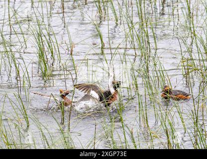 Due uomini di Grebe slavo, Podiceps auritus che combattono in una disputa territoriale su Loch Ruthven, Strath Nairn, Scozia, Regno Unito. Foto Stock