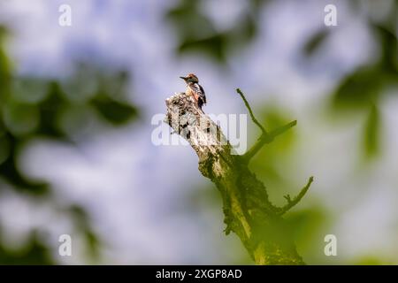 Picchio medio maculato (Dendrocoptes medius) Foto Stock