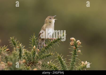 Grasshopper Warbler reeling su Gorse Foto Stock