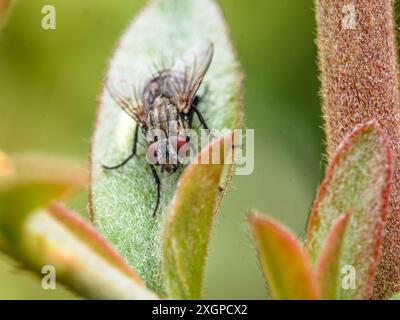 Vola, insetti che volano rossi rigonfiano gli occhi Foto Stock