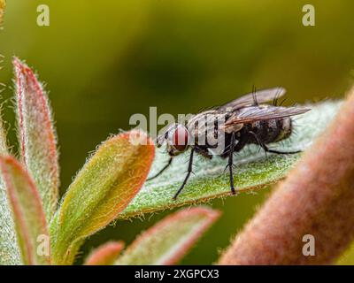 Vola, insetti che volano rossi rigonfiano gli occhi Foto Stock