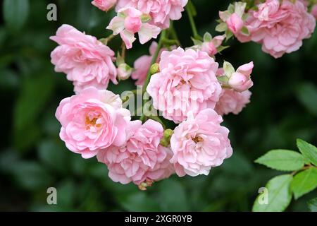 Rosa di arbusti rosa pallido, rosa, «la Fata» in fiore. Foto Stock