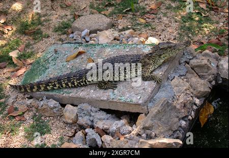 Coccodrillo cubano, Crocodylus rhombifer, Crocodylidae, Crocodylia, Reptilia. Cuba, Caraibi. Il coccodrillo cubano è in pericolo critico. Foto Stock