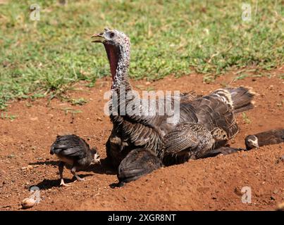 Tacchino femminile con pulcini, Meleagris gallopavo, Phasianidae. Cuba, Caraibi. Il tacchino selvatico (Meleagris gallopavo) è un uccello selvatico. Foto Stock