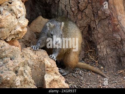 Hutia di Desmarest, Capromys pilorides, Capromyidae, Rodentia, Mammalia. Cuba, Caraibi. Conosciuto anche come Hutia cubana, è una specie di roditore. Foto Stock