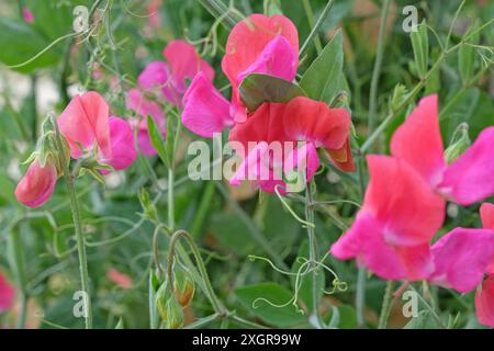 Lathyrus odoratus rosso e rosa, pisello dolce «Miss Willmott» in fiore. Foto Stock