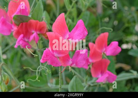 Lathyrus odoratus rosso e rosa, pisello dolce «Miss Willmott» in fiore. Foto Stock