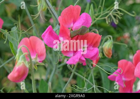 Lathyrus odoratus rosso e rosa, pisello dolce «Miss Willmott» in fiore. Foto Stock