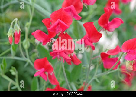 Lathyrus odoratus rosso brillante, pisello dolce «re Edoardo VII» in fiore. Foto Stock