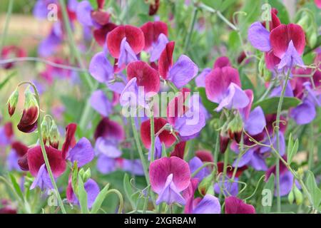 Lathyrus odoratus viola intenso e lilla, pisello dolce «Cedric Morris» in fiore. Foto Stock