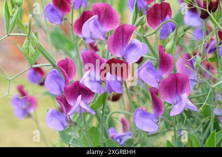 Lathyrus odoratus viola intenso e lilla, pisello dolce «Cedric Morris» in fiore. Foto Stock