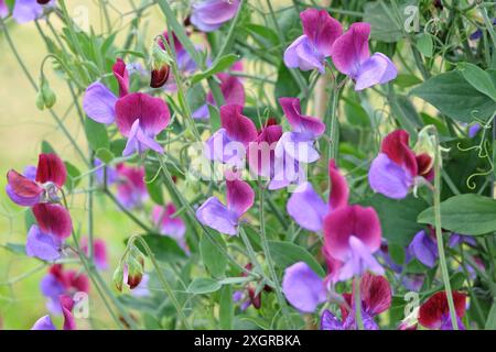 Lathyrus odoratus viola intenso e lilla, pisello dolce «Cedric Morris» in fiore. Foto Stock
