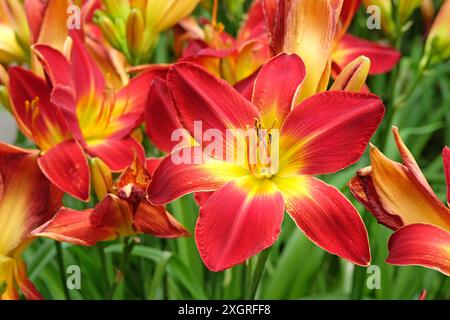 Rosso e giallo Hemerocallis, «All American Chief» Daylily in fiore. Foto Stock