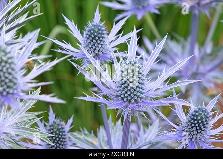 Eryngium x zabelii, o Sea holly «Big Blue» in fiore. Foto Stock