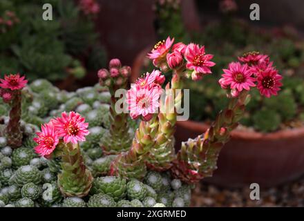 Cobweb House-leek, Sempervivum arachnoideum subsp. Tomentosa 'Stansfieldii', Crassulaceae. Europa. Foto Stock