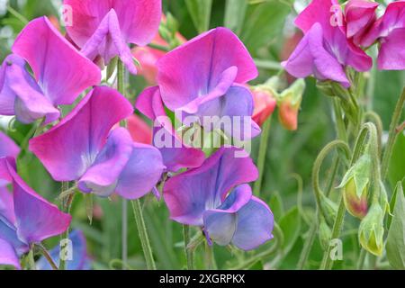 Lathyrus odoratus blu e rosa, pisello dolce «Blue Shift» in fiore. Foto Stock