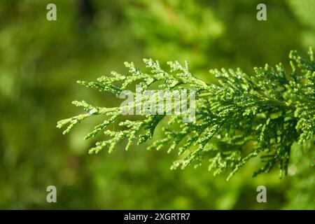 dopo la pioggia ramo del ginepro primavera ramo verde Foto Stock