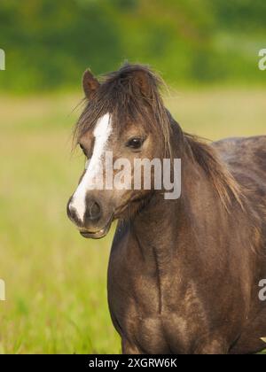 Un pony nativo si trova in un paddock estivo Foto Stock