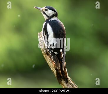 Picchio arroccato sul ramo di un albero sotto la pioggia con. sfondo naturale Foto Stock