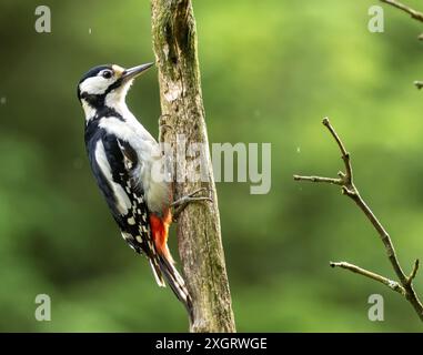 Picchio arroccato sul ramo di un albero sotto la pioggia con. sfondo naturale Foto Stock